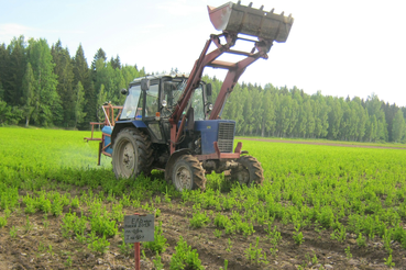 Питомники Ленинградской области обеспечили регион посадочным материалом и готовы к новому сезону