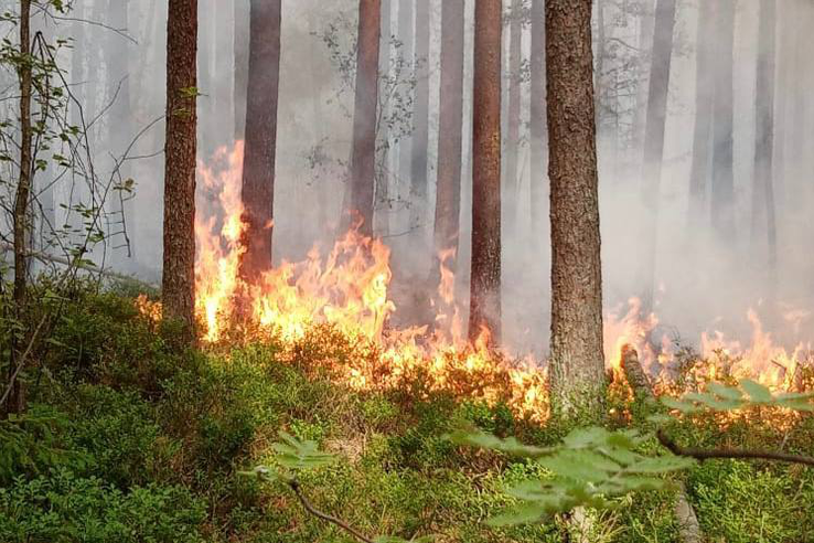Охрана лесов от огня – забота каждого