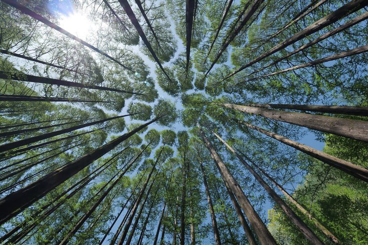 О поступления платежей в федеральный бюджет от использования лесов Ленобласти