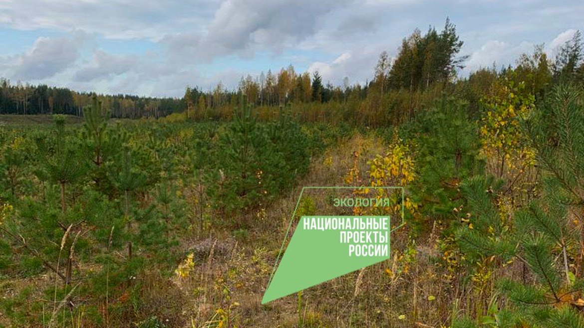 Доклад по теме Владельцы леса и экология