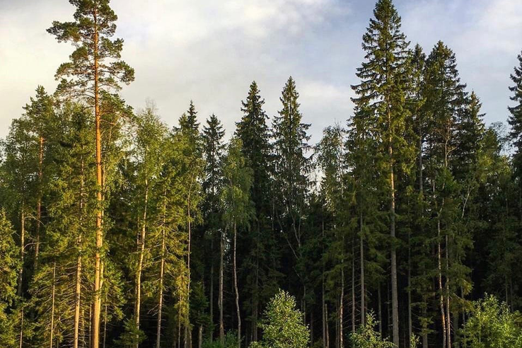Вниманию лесопользователей – изменены сроки государственной экспертизы проекта освоения лесов