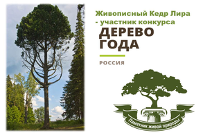 Выбираем Российское дерево года – 2023!