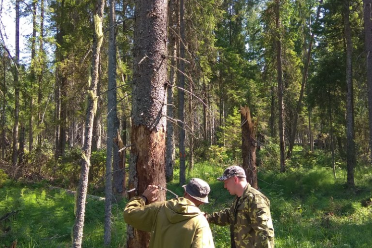 Информация о проведении санитарно-оздоровительных мероприятий и лесопатологических обследований на землях лесного фонда в Ленинградской области в 2018 году