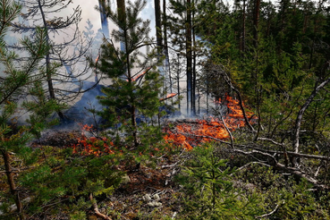 Увеличены штрафы за нарушение правил пожарной безопасности в лесах