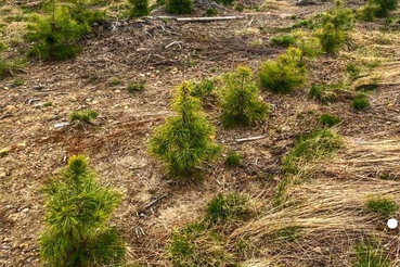 Сохранение лесов в рамках национального проекта «Экология» в 2022 году