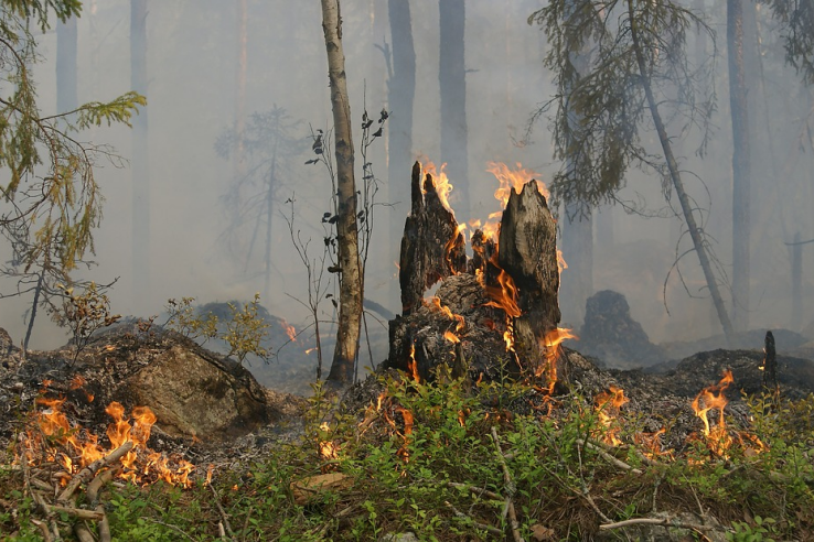 О пожароопасной обстановке в лесах