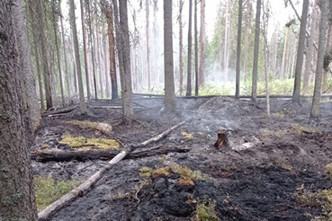Неизвестные подожгли лес в заказнике «Кивипарк»