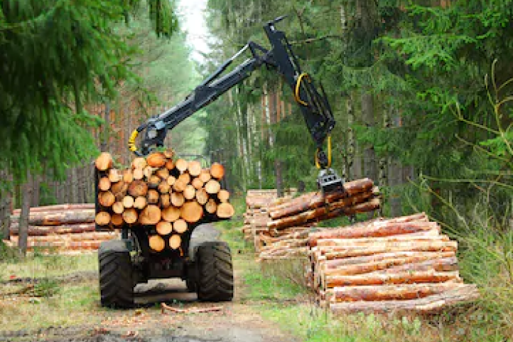 Охрана леса: контроль незаконных рубок