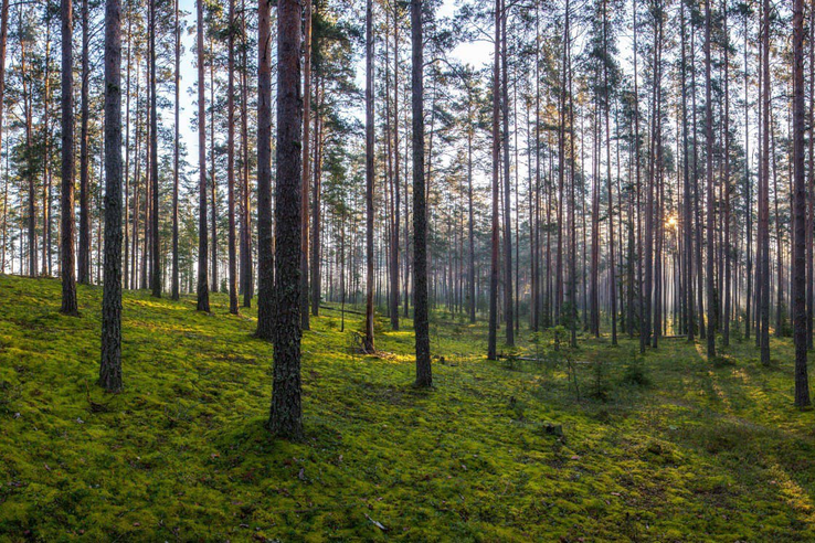 Область увеличила доход за использование лесов
