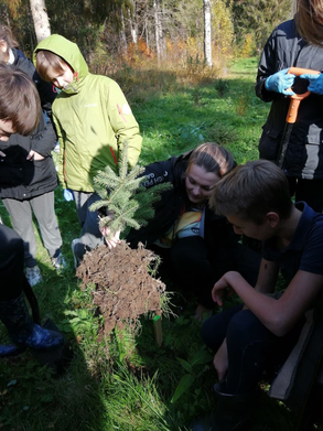 В Ленинградской области продолжается акция «Сохраним лес»