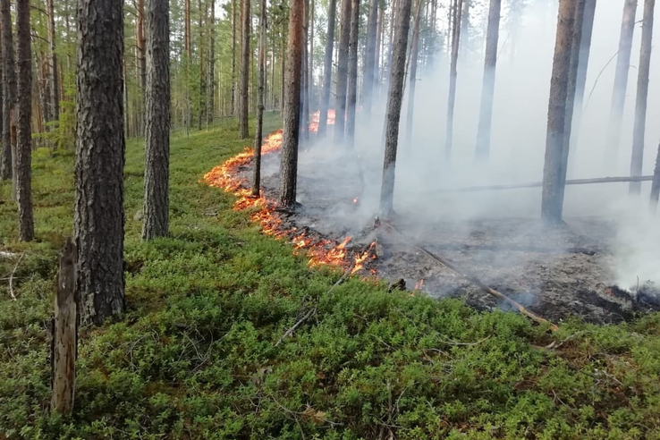 Охрана леса от пожара – забота каждого