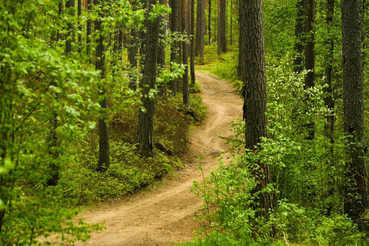 Новый подход к развитию рекреационной деятельности в лесах