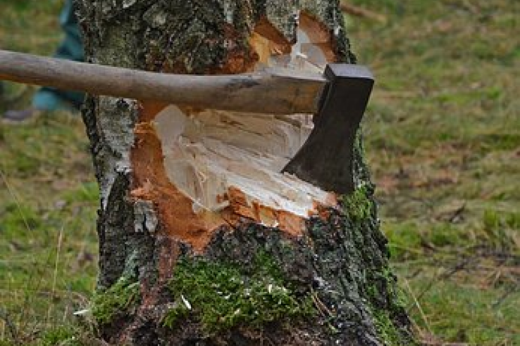 Противодействие незаконному обороту древесины