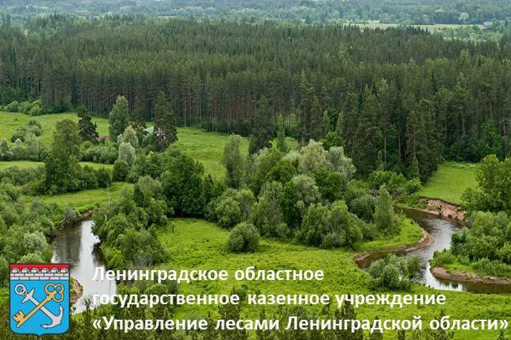 15 лет учреждению «Управление лесами Ленинградской области»