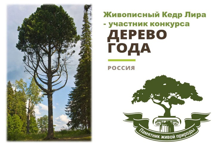 Живописный Кедр Лира – участник конкурса  «Российское дерево года — 2023»