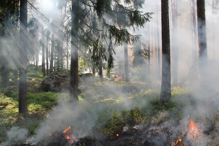 О пожароопасной обстановке в лесах