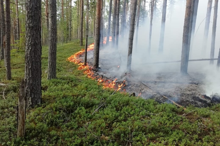 Лесные пожарные на охране лесов