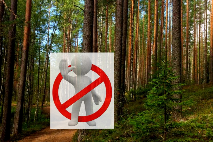 О принимаемых мерах по обеспечению запрета посещения лесов