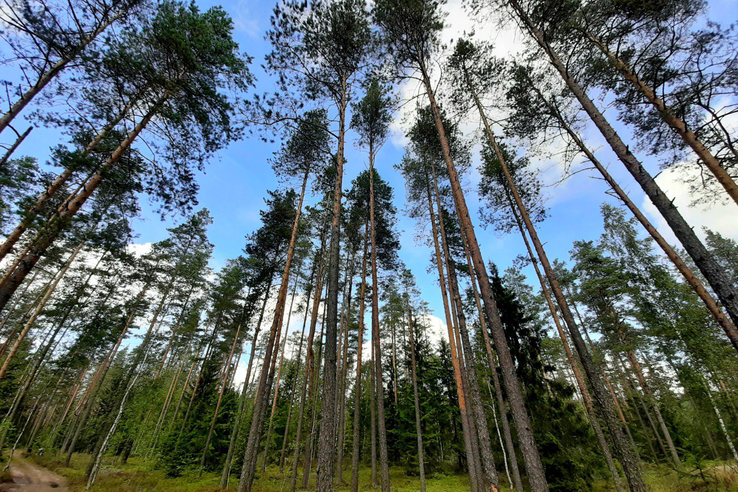 Область вошла в топ 5 регионов по эффективности ведения лесного хозяйства