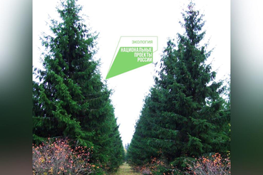 Нацпроект Экология: уход за объектами лесного семеноводства