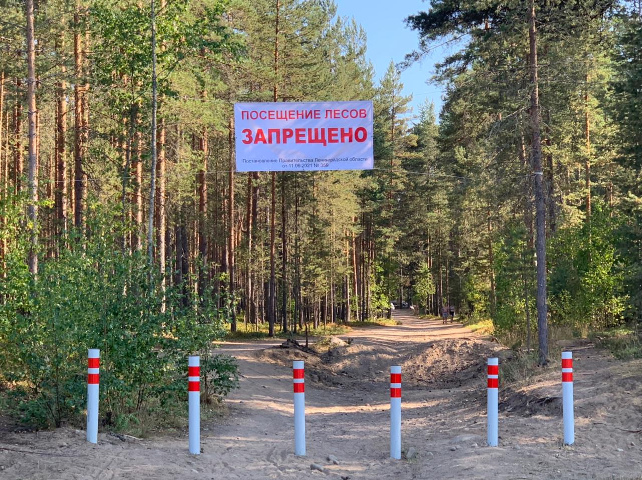В Ленинградской области действует запрет на посещение лесов
