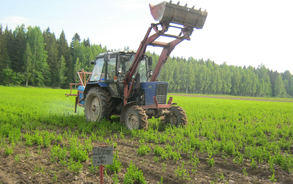 Питомники Ленинградской области обеспечили регион посадочным материалом и готовы к новому сезону