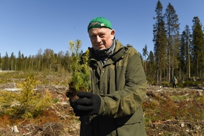 Нацпроект «Экология» выращивает леса Ленобласти